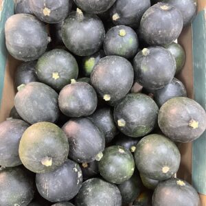 Gem Squash